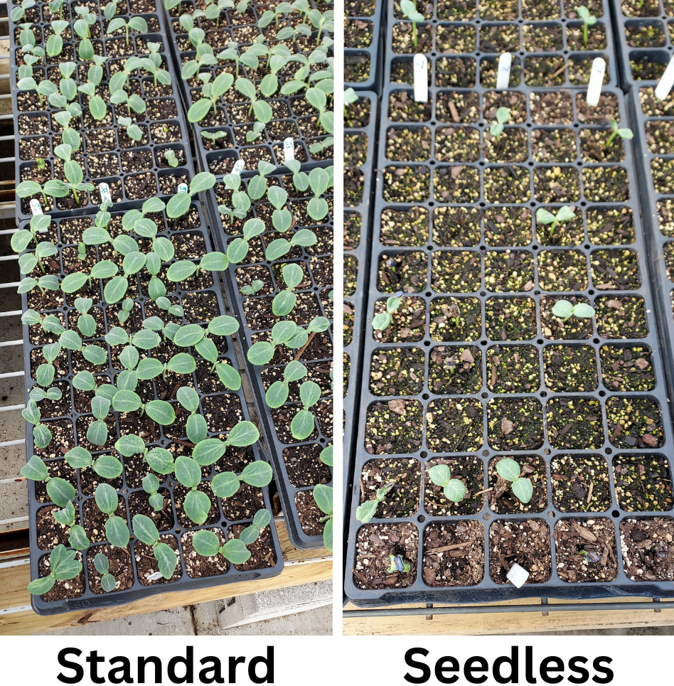 Standard vs. seedless watermelon seedlings.